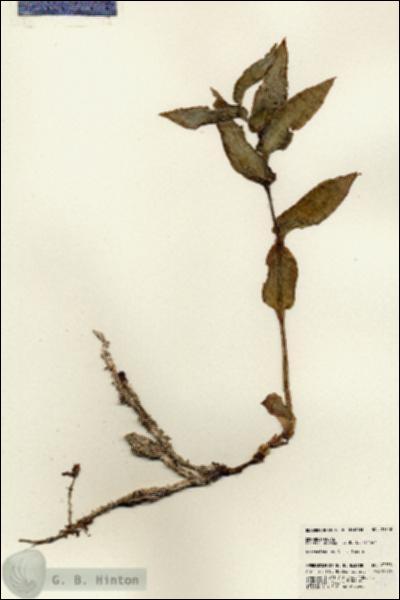 URN_catalog_HBHinton_herbarium_23758.jpg.jpg