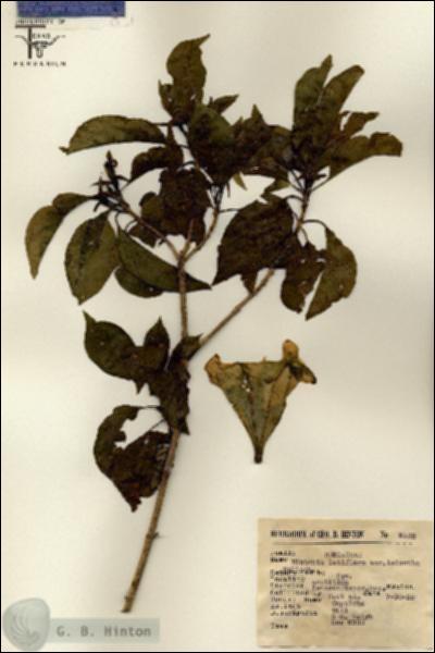 URN_catalog_HBHinton_herbarium_8123.jpg.jpg