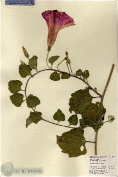 URN_catalog_HBHinton_herbarium_21456.jpg.jpg