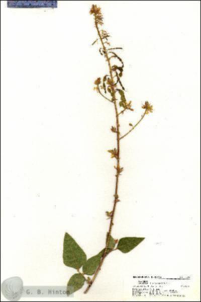 URN_catalog_HBHinton_herbarium_20589.jpg.jpg