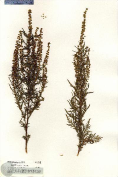 URN_catalog_HBHinton_herbarium_20635.jpg.jpg