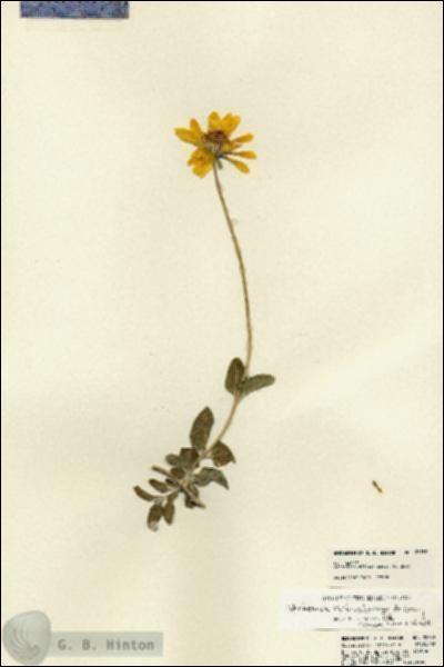 URN_catalog_HBHinton_herbarium_22789.jpg.jpg