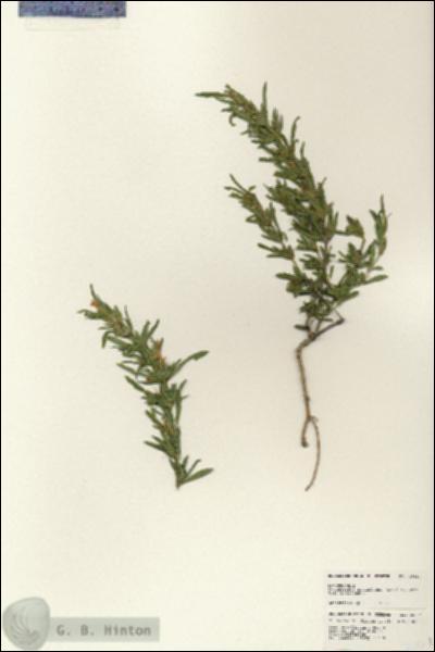 URN_catalog_HBHinton_herbarium_25664.jpg.jpg