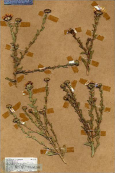 URN_catalog_HBHinton_herbarium_17760.jpg.jpg