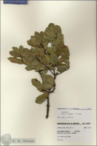 URN_catalog_HBHinton_herbarium_27974.jpg.jpg