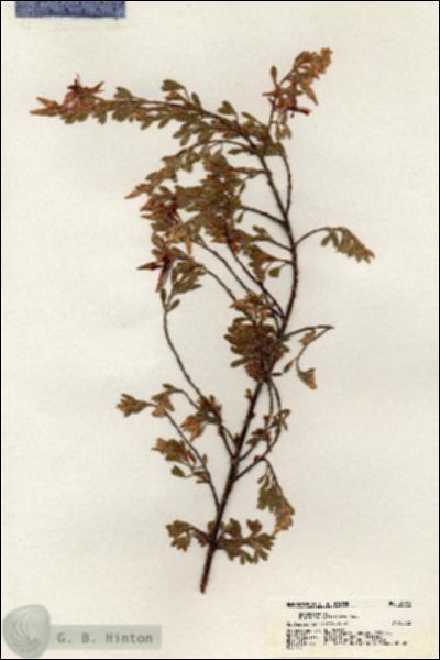 URN_catalog_HBHinton_herbarium_20963.jpg.jpg