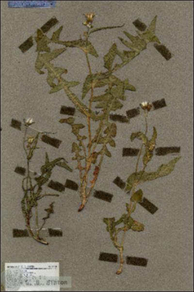 URN_catalog_HBHinton_herbarium_19434.jpg.jpg