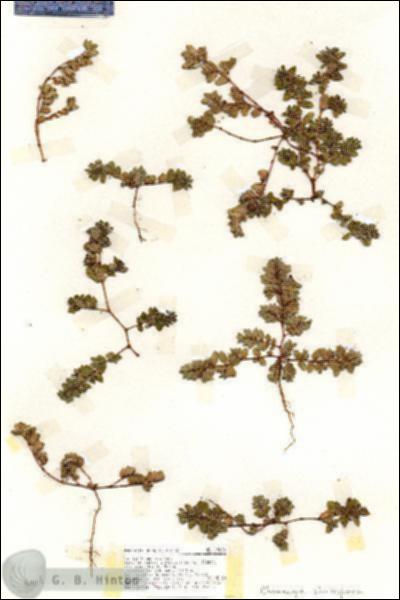 URN_catalog_HBHinton_herbarium_19004.jpg.jpg