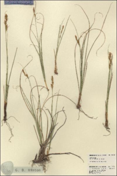 URN_catalog_HBHinton_herbarium_21828.jpg.jpg