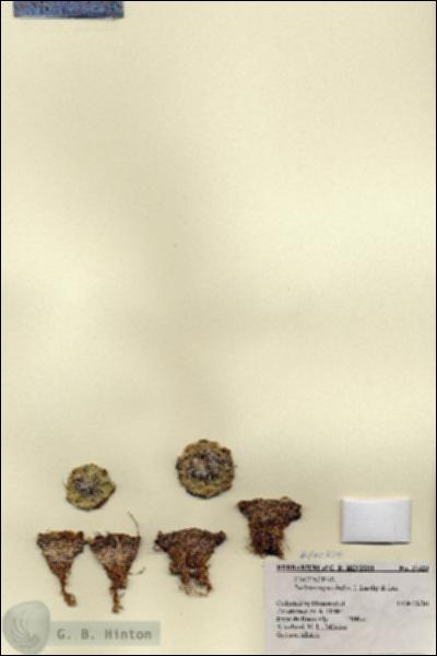 URN_catalog_HBHinton_herbarium_27320.jpg.jpg