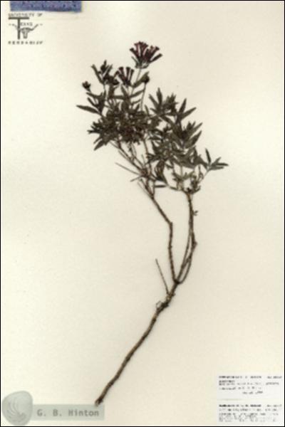 URN_catalog_HBHinton_herbarium_25839.jpg.jpg