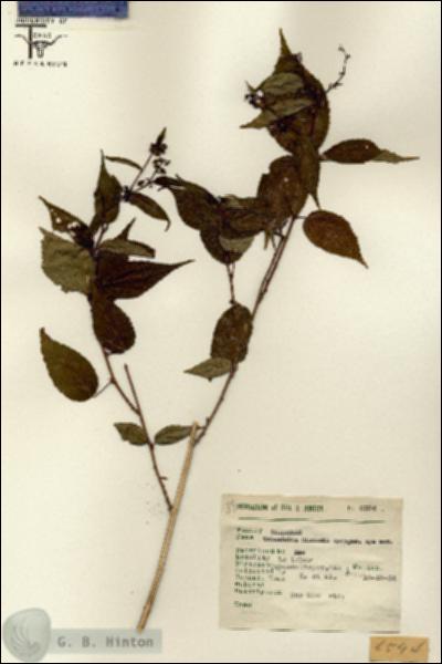URN_catalog_HBHinton_herbarium_6594.jpg.jpg