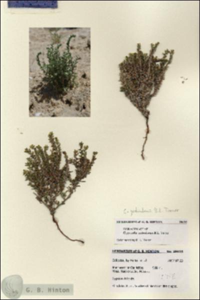 URN_catalog_HBHinton_herbarium_28635.jpg.jpg