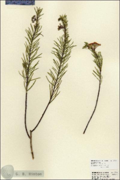 URN_catalog_HBHinton_herbarium_22714.jpg.jpg