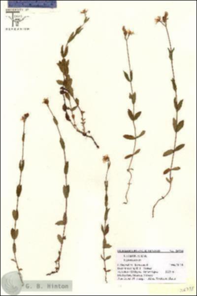 URN_catalog_HBHinton_herbarium_26738.jpg.jpg