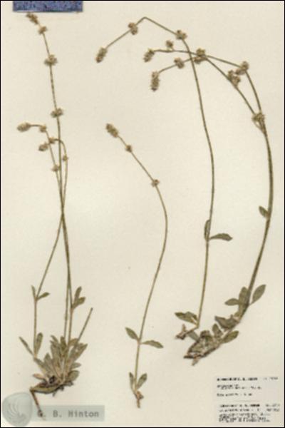 URN_catalog_HBHinton_herbarium_23711.jpg.jpg
