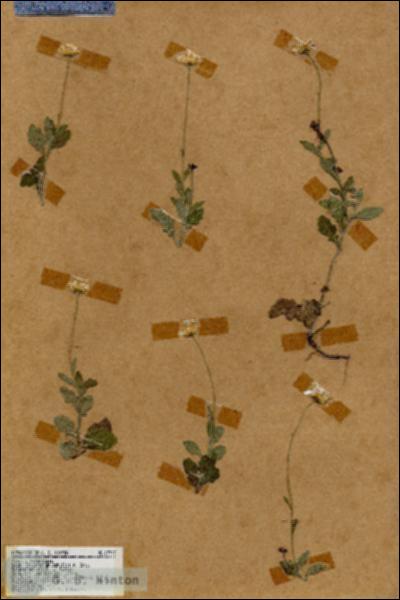 URN_catalog_HBHinton_herbarium_17777.jpg.jpg