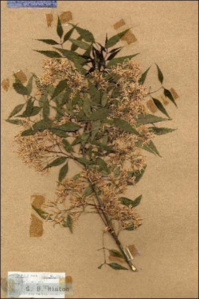URN_catalog_HBHinton_herbarium_18147.jpg.jpg