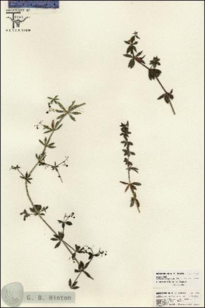 URN_catalog_HBHinton_herbarium_26243.jpg.jpg