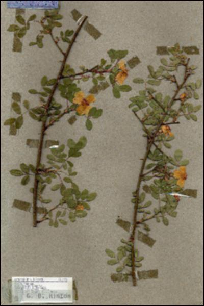 URN_catalog_HBHinton_herbarium_17576.jpg.jpg