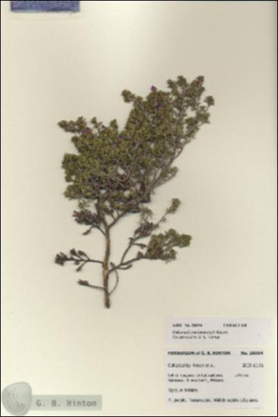 URN_catalog_HBHinton_herbarium_28094.jpg.jpg