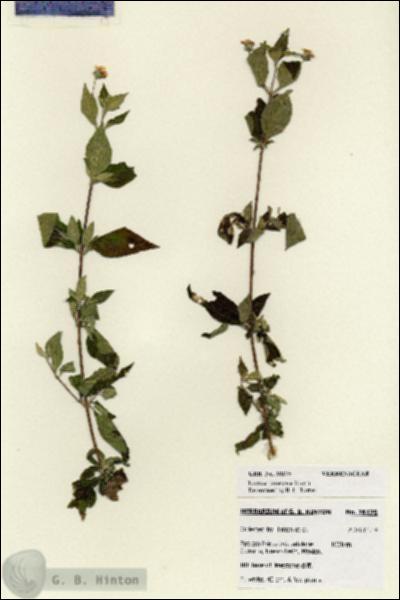 URN_catalog_HBHinton_herbarium_28175.jpg.jpg
