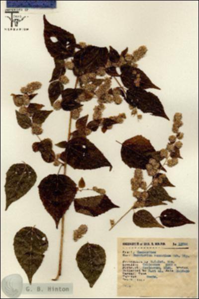 URN_catalog_HBHinton_herbarium_13655.jpg.jpg