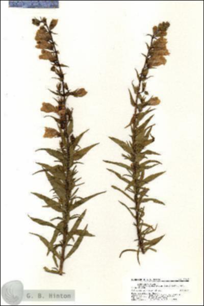 URN_catalog_HBHinton_herbarium_21012.jpg.jpg