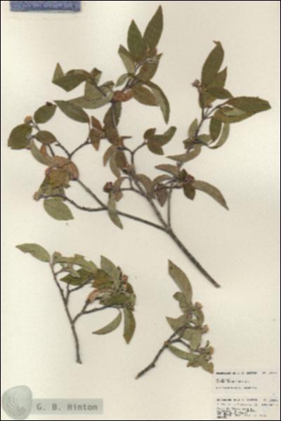 URN_catalog_HBHinton_herbarium_25184.jpg.jpg