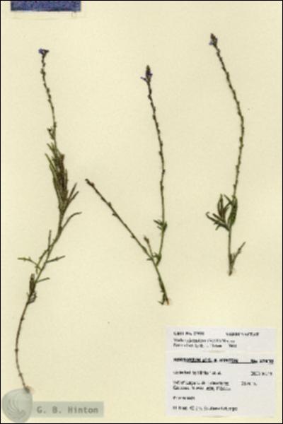 URN_catalog_HBHinton_herbarium_27938.jpg.jpg