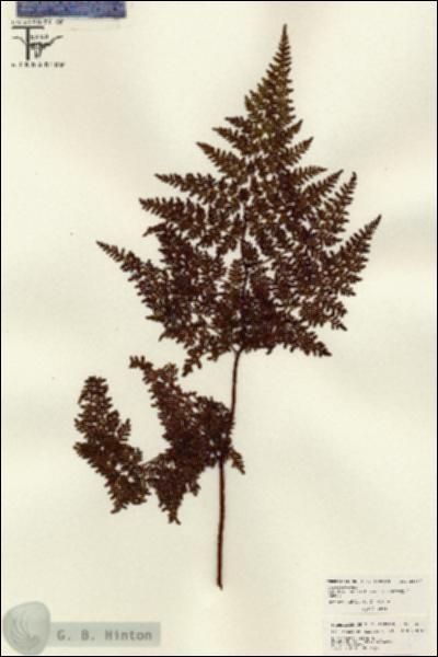 URN_catalog_HBHinton_herbarium_26207.jpg.jpg