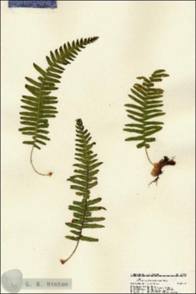 URN_catalog_HBHinton_herbarium_22134.jpg.jpg
