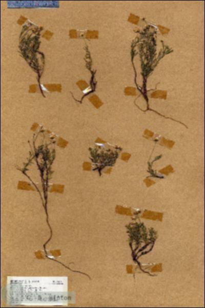 URN_catalog_HBHinton_herbarium_18474.jpg.jpg