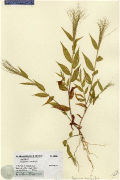 URN_catalog_HBHinton_herbarium_14688.jpg.jpg