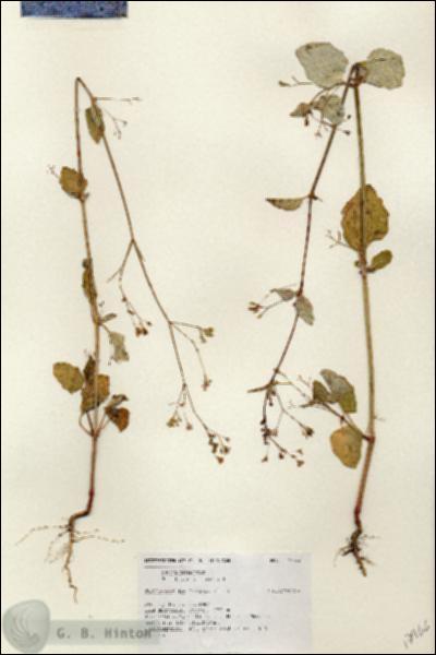 URN_catalog_HBHinton_herbarium_17966.jpg.jpg
