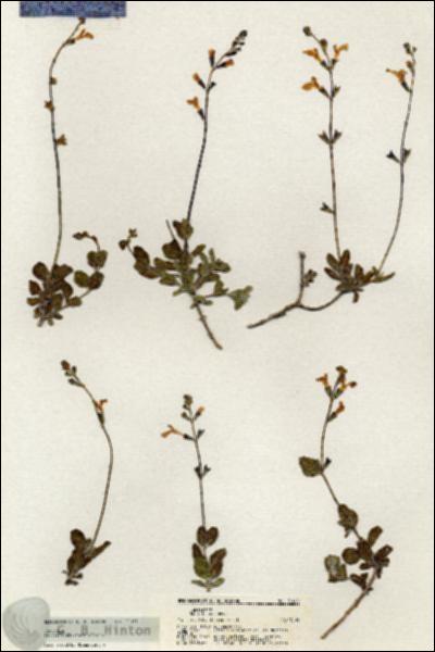 URN_catalog_HBHinton_herbarium_21081.jpg.jpg
