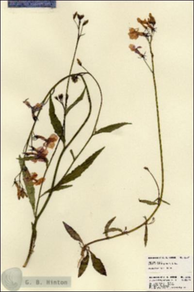URN_catalog_HBHinton_herbarium_22626.jpg.jpg