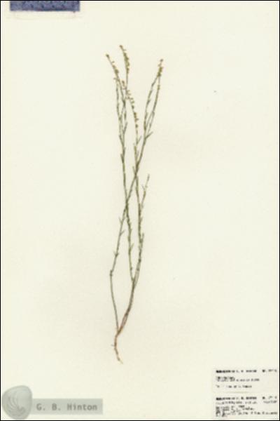 URN_catalog_HBHinton_herbarium_23119.jpg.jpg