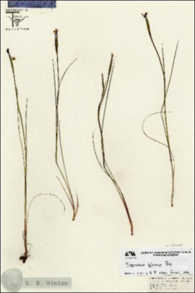URN_catalog_HBHinton_herbarium_26670.jpg.jpg
