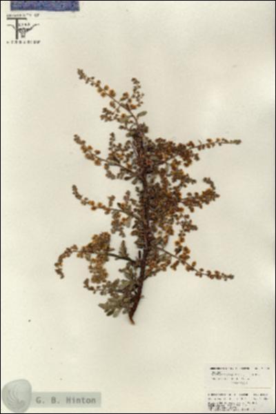 URN_catalog_HBHinton_herbarium_26639.jpg.jpg