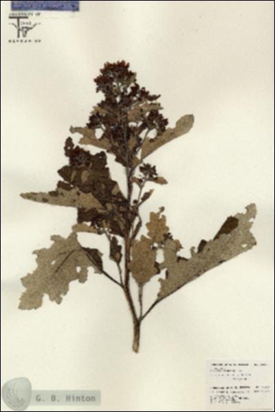 URN_catalog_HBHinton_herbarium_26157.jpg.jpg