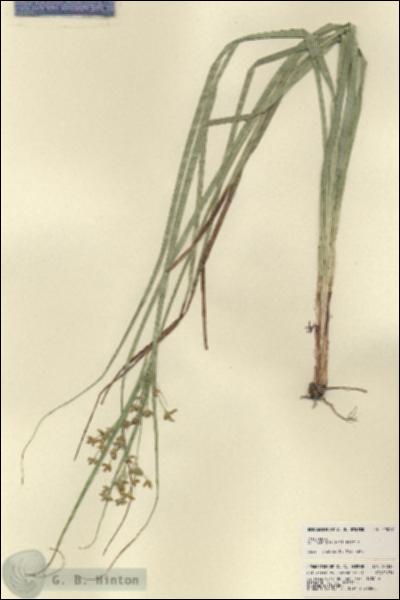 URN_catalog_HBHinton_herbarium_22037.jpg.jpg