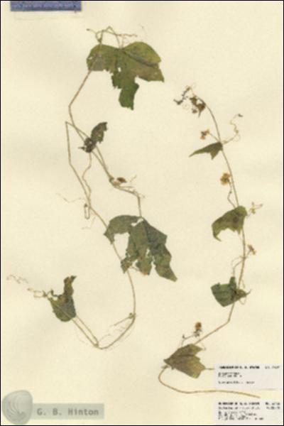 URN_catalog_HBHinton_herbarium_23432.jpg.jpg