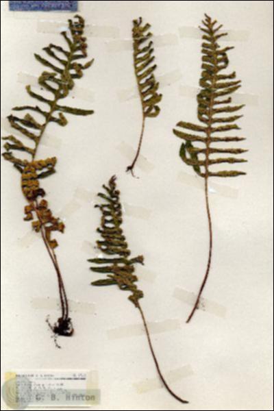 URN_catalog_HBHinton_herbarium_19169.jpg.jpg