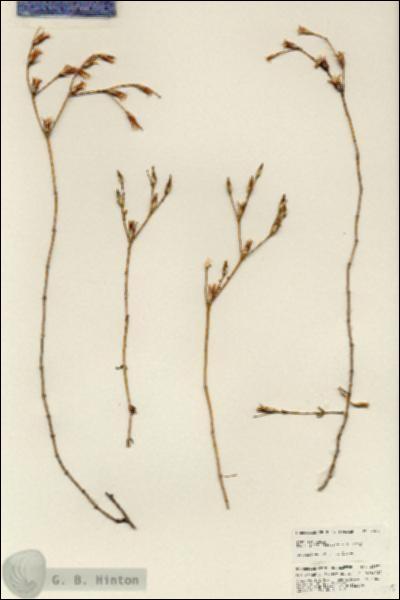 URN_catalog_HBHinton_herbarium_25675.jpg.jpg