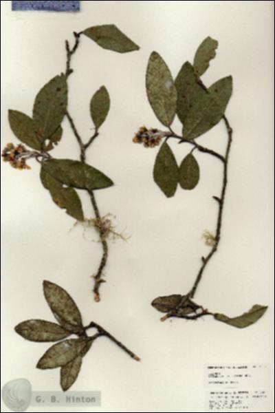 URN_catalog_HBHinton_herbarium_25084.jpg.jpg