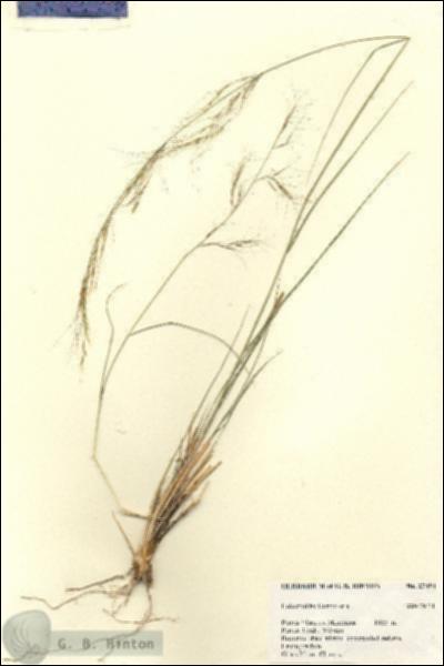 URN_catalog_HBHinton_herbarium_27454.jpg.jpg