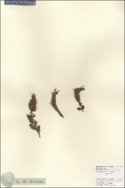 URN_catalog_HBHinton_herbarium_27016.jpg.jpg