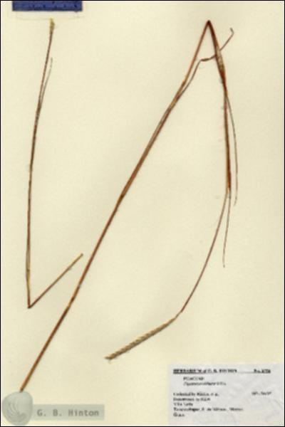 URN_catalog_HBHinton_herbarium_6756.jpg.jpg