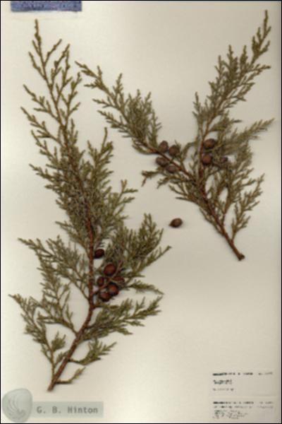 URN_catalog_HBHinton_herbarium_24921.jpg.jpg